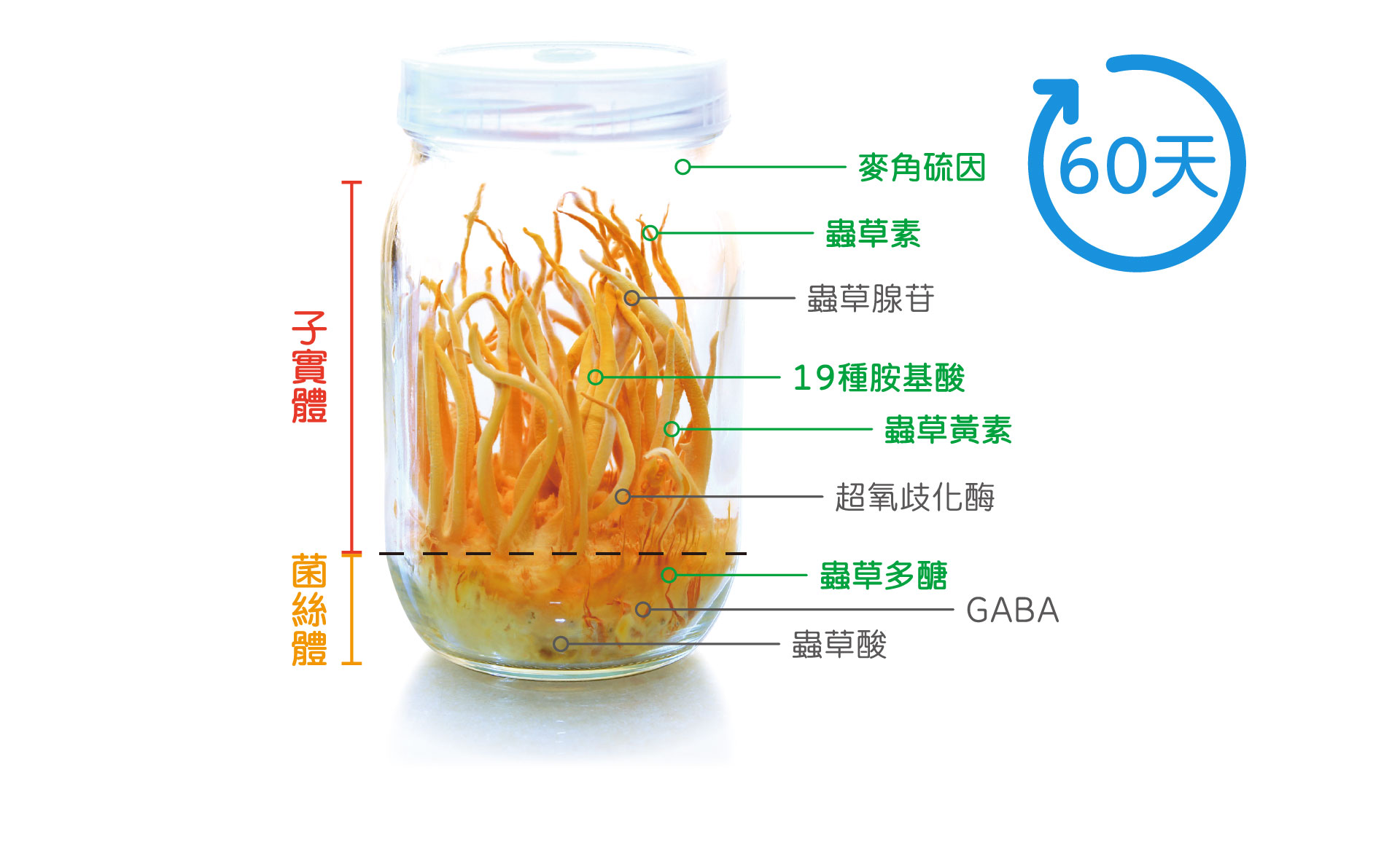 智康生技，專利CordyXtract 凍晶蛹蟲草成分，全台首創智慧化培育中心。